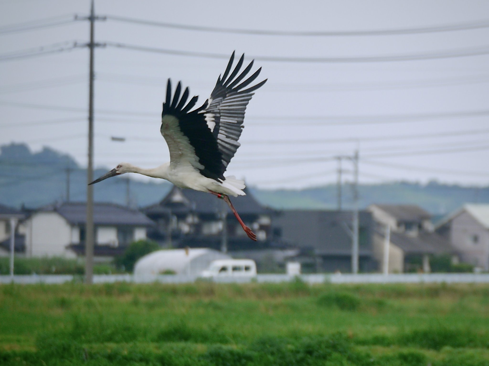 コウノトリ−２