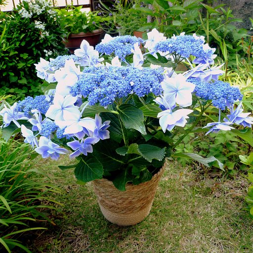 今年の母の日の花