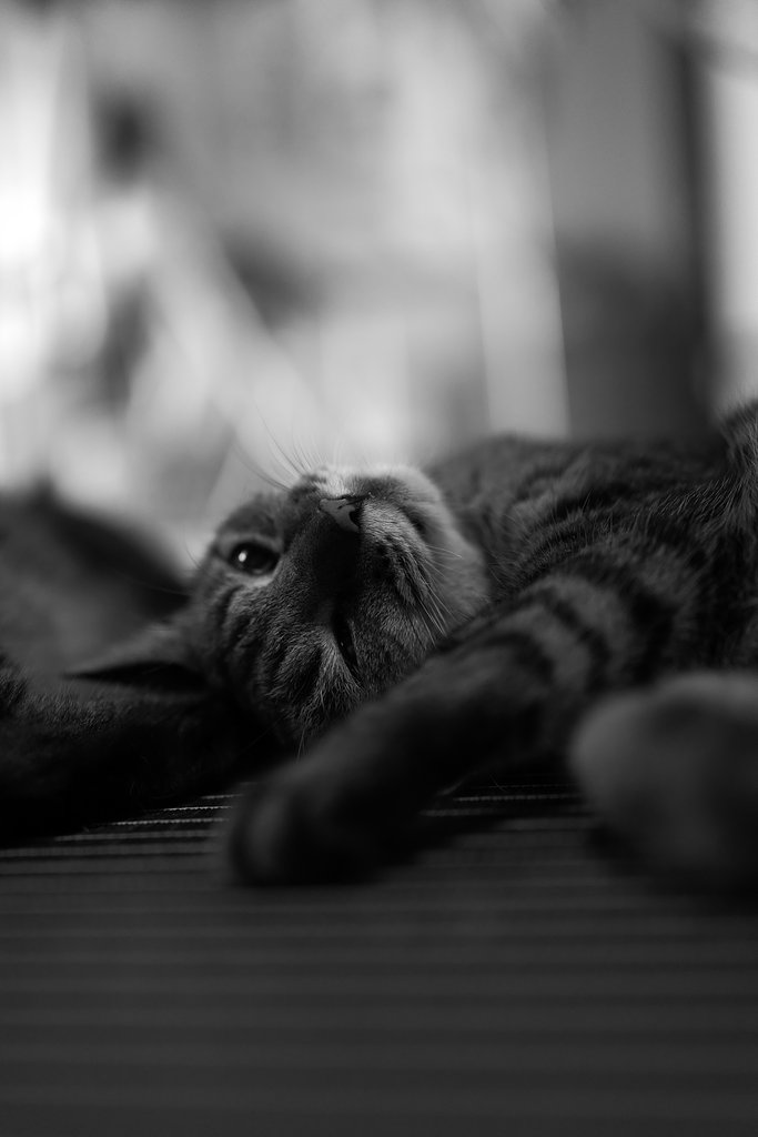 猫の肖像Ⅱ