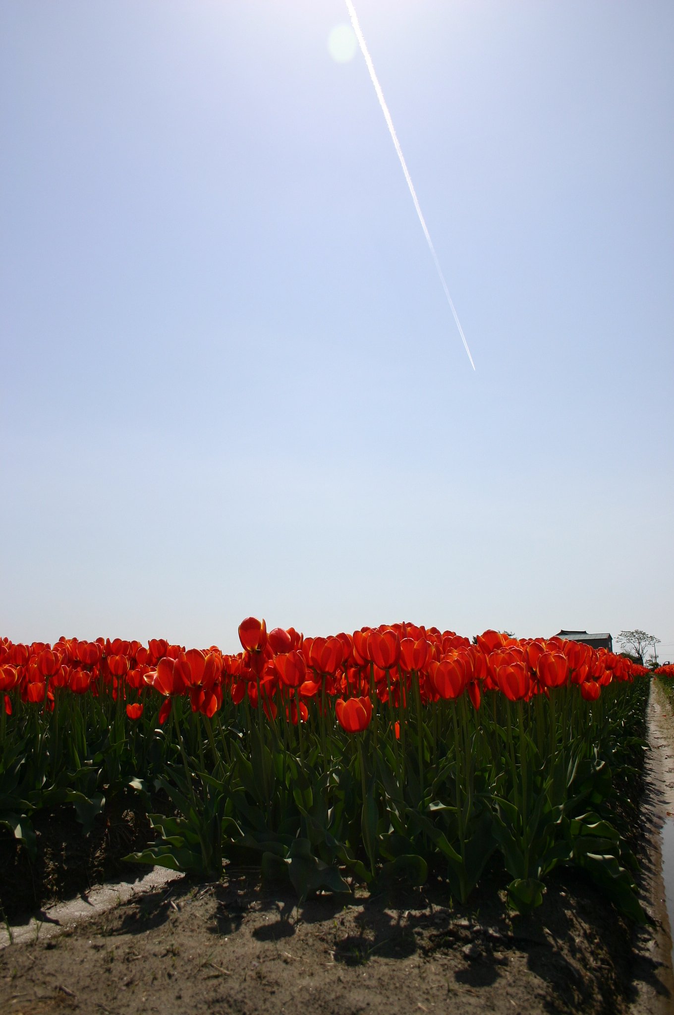 初夏の空、、チューリップ本番