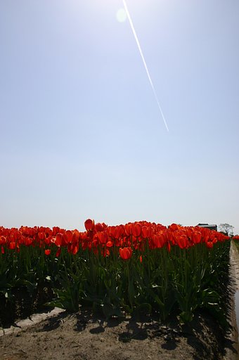 初夏の空、、チューリップ本番