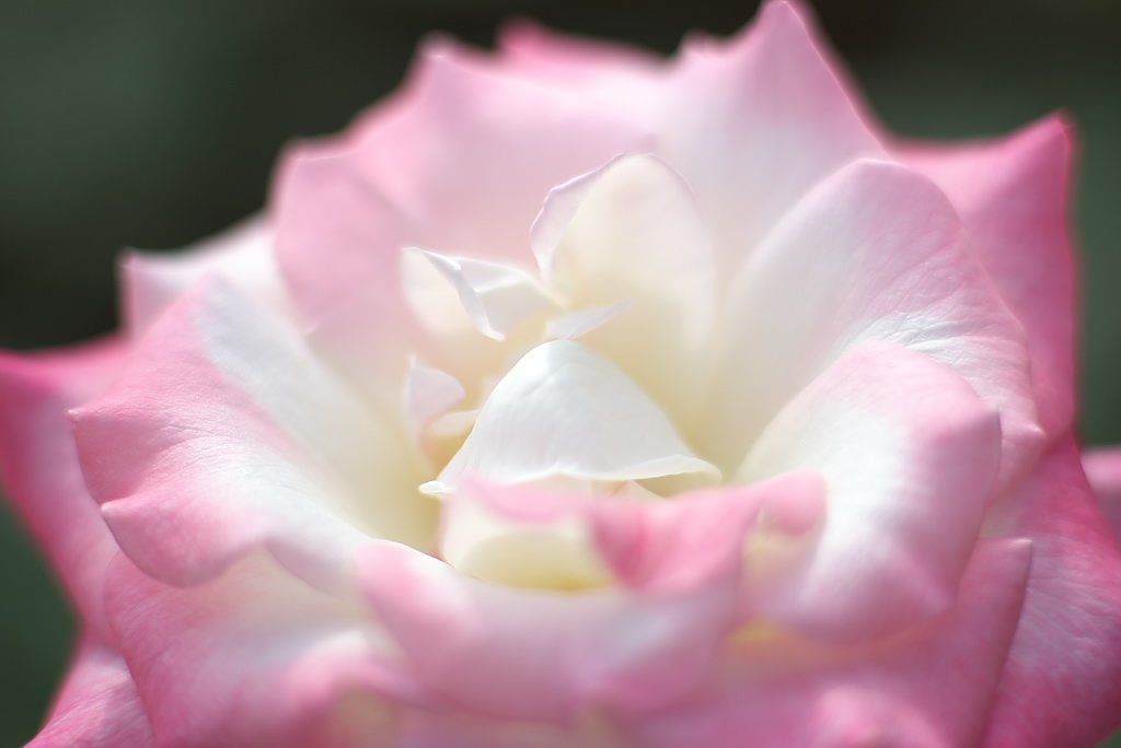秋薔薇　光多め