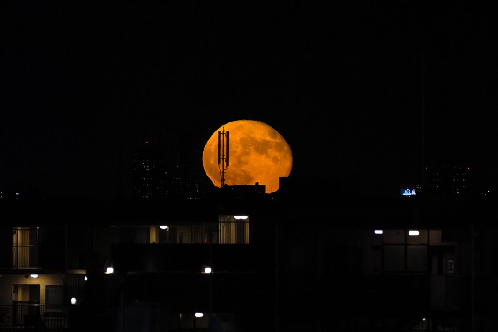 十六夜