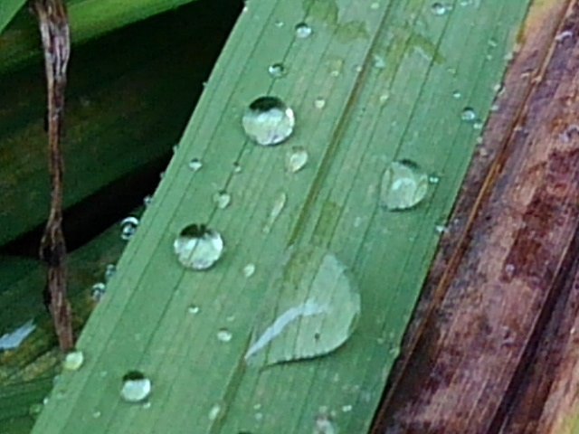 雨が降った後に見られた雫
