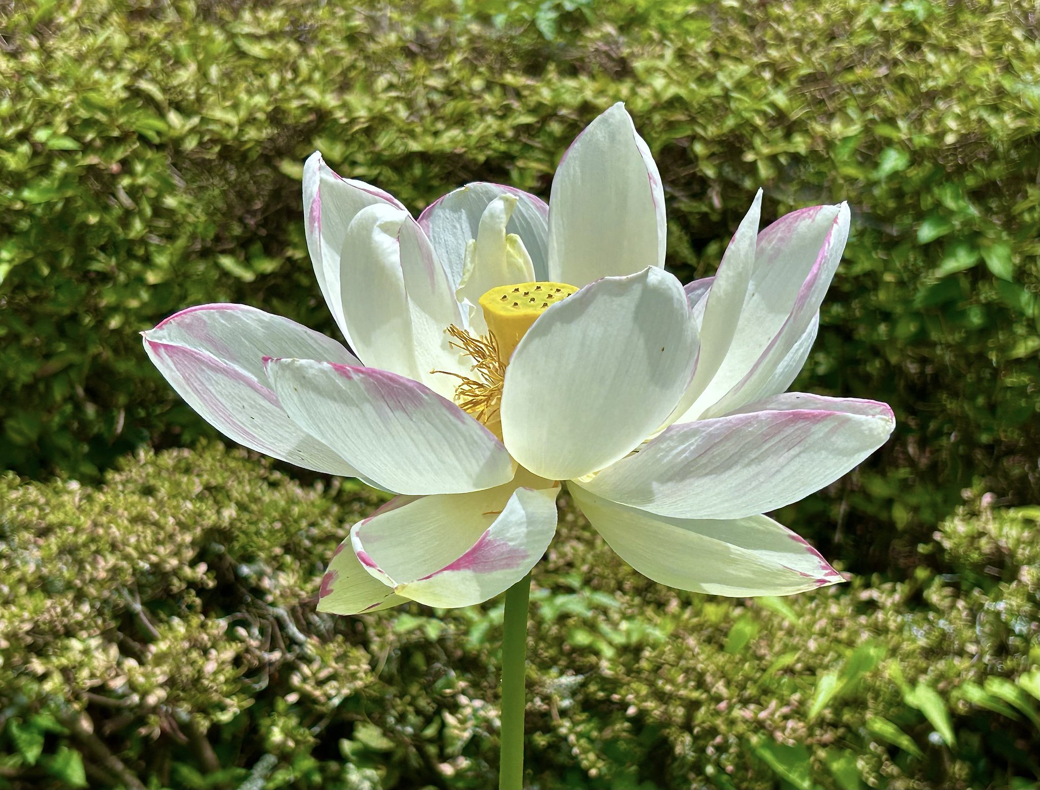 白いハス