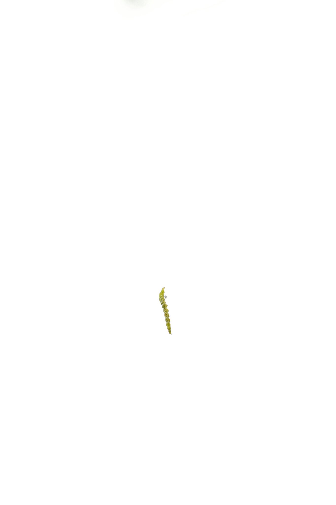 【光】の中の幼虫