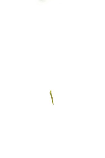 【光】の中の幼虫