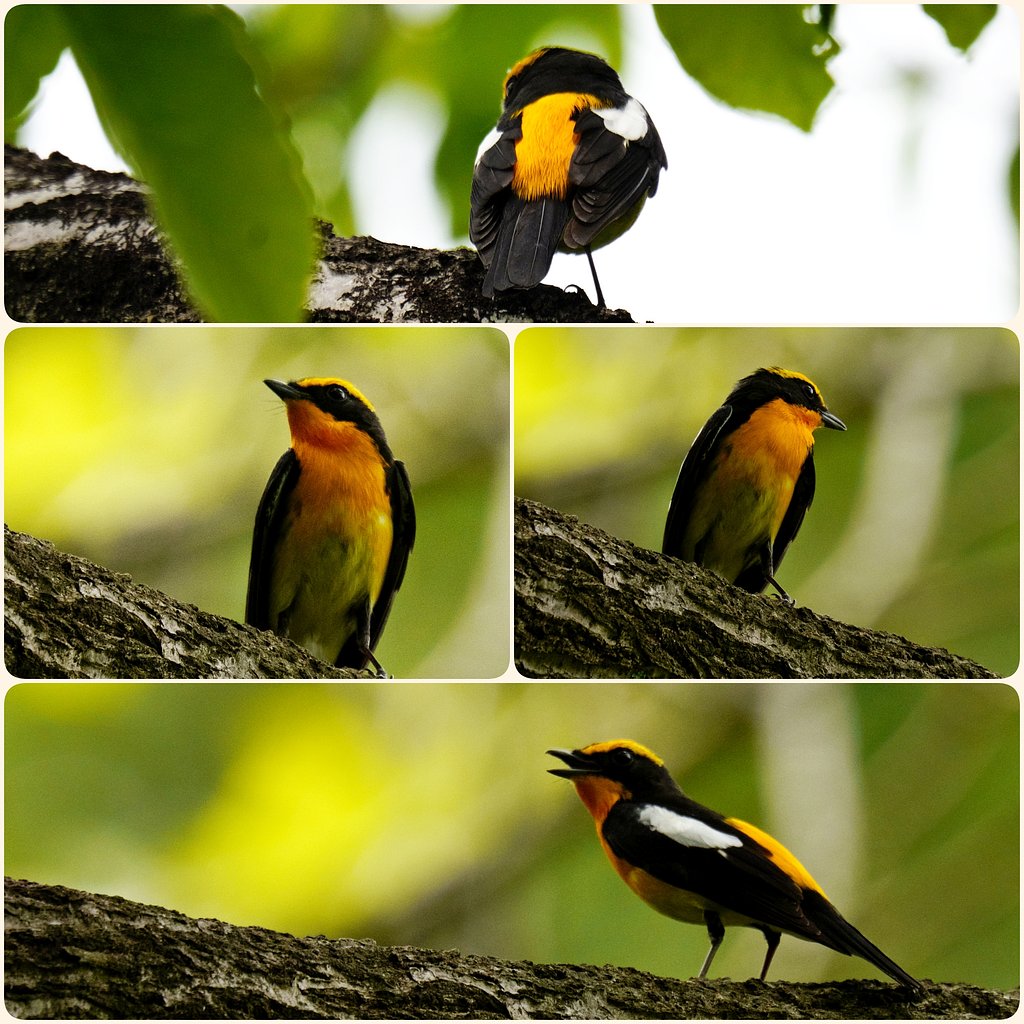 夏鳥
