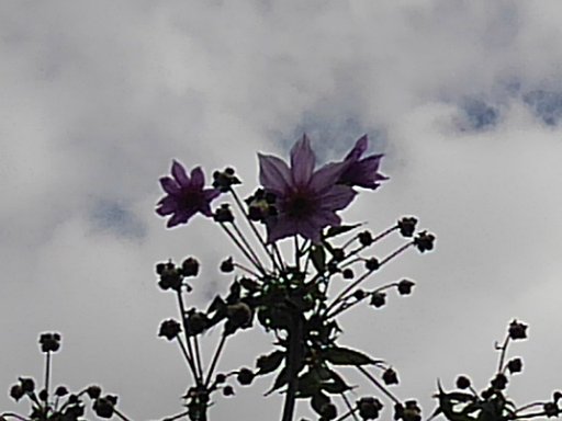咲き始めた皇帝ダリアの花