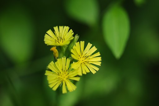 花径６ミリの太陽たち