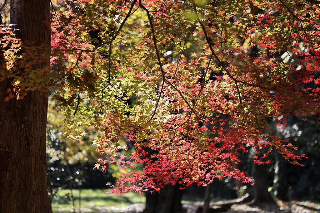ウチの裏山、やっと紅葉