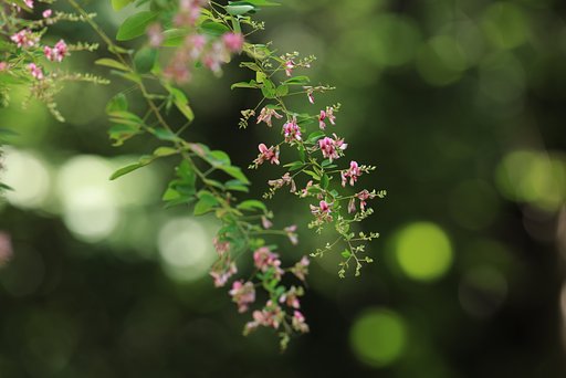 秋の七草　ハギ