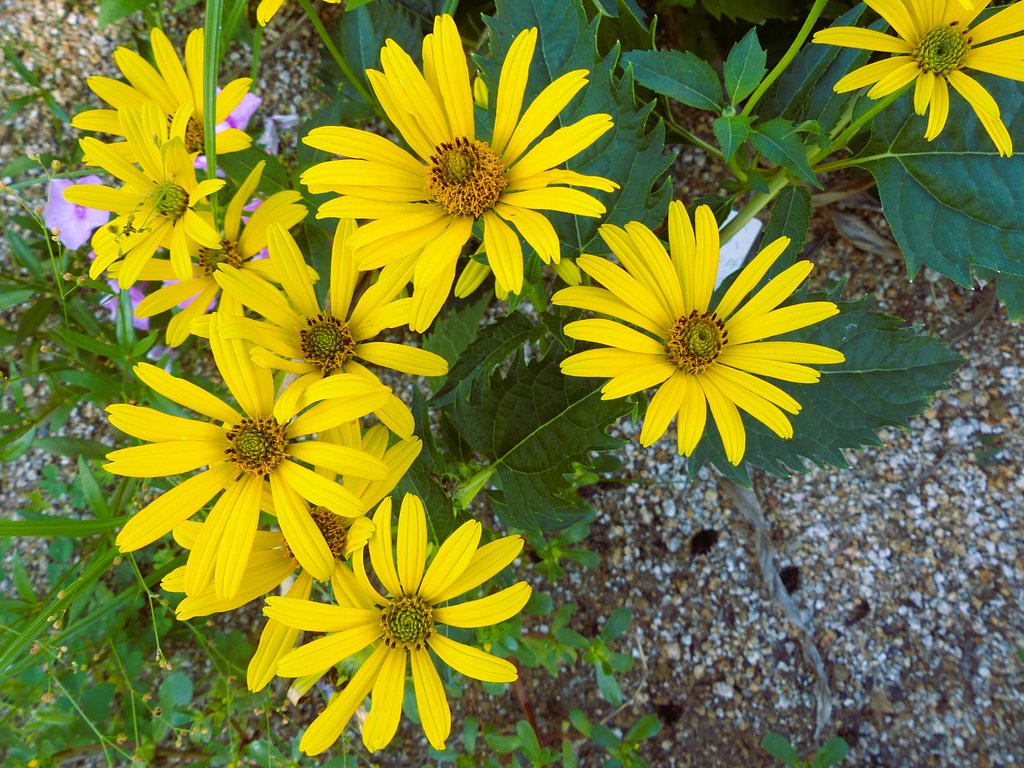 【暑】Summer Yellow Flowers　３