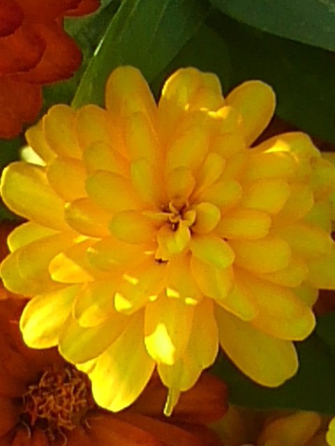 黄色い花も良いものです