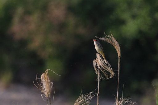 夢のオオヨシキリ再び