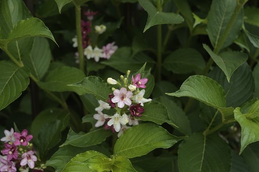 名もなき花