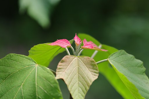 赤芽