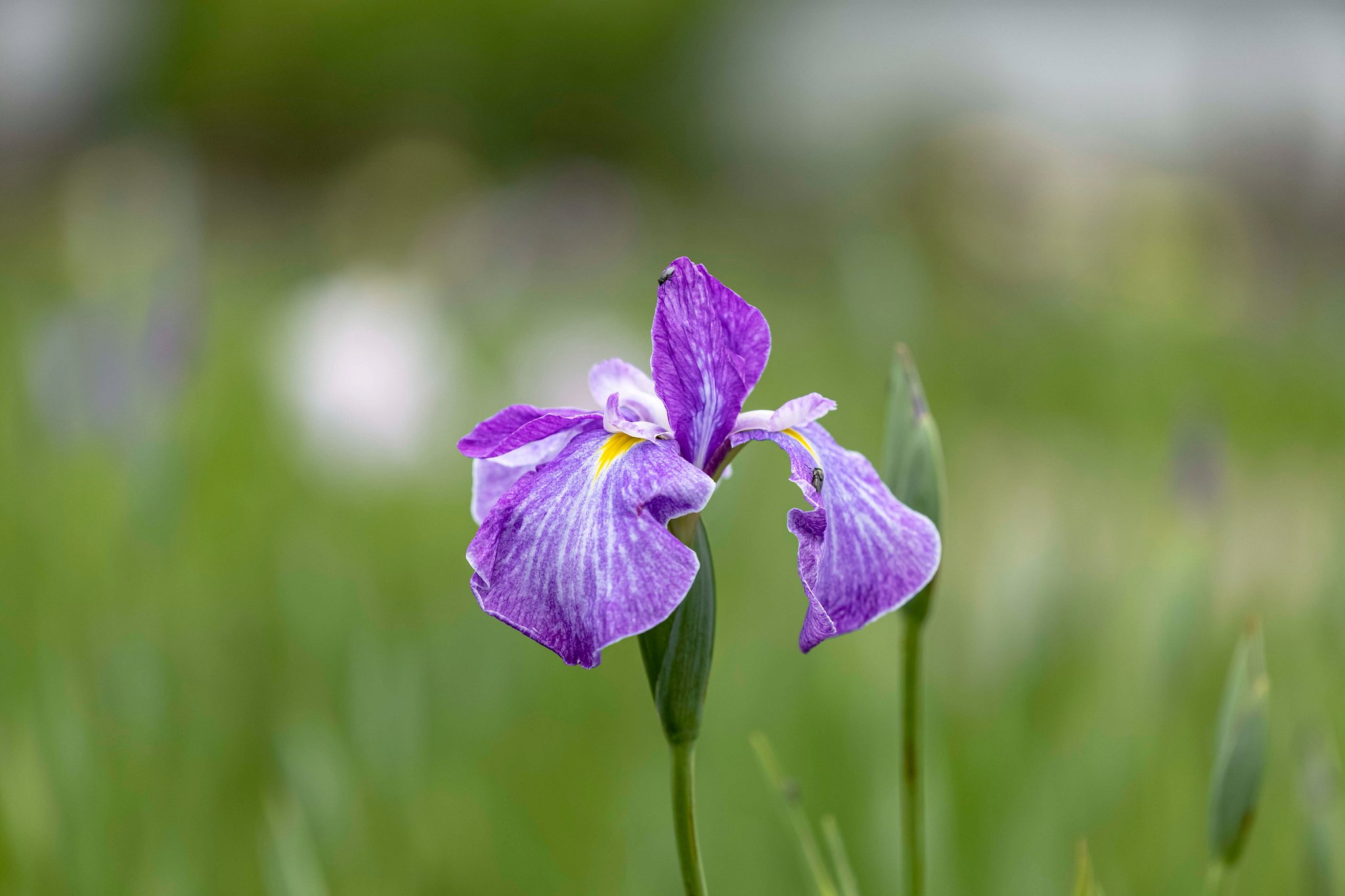 花菖蒲の季節に