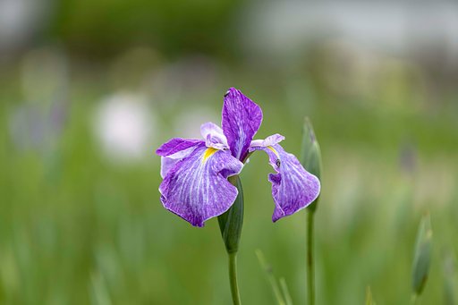 花菖蒲の季節に