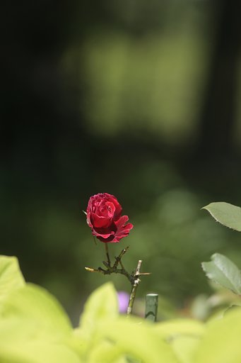 赤い花