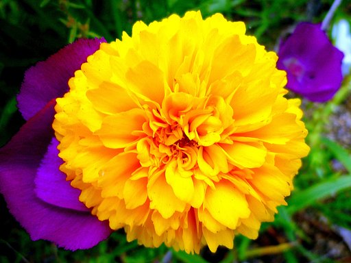 マリンゴールド  ２