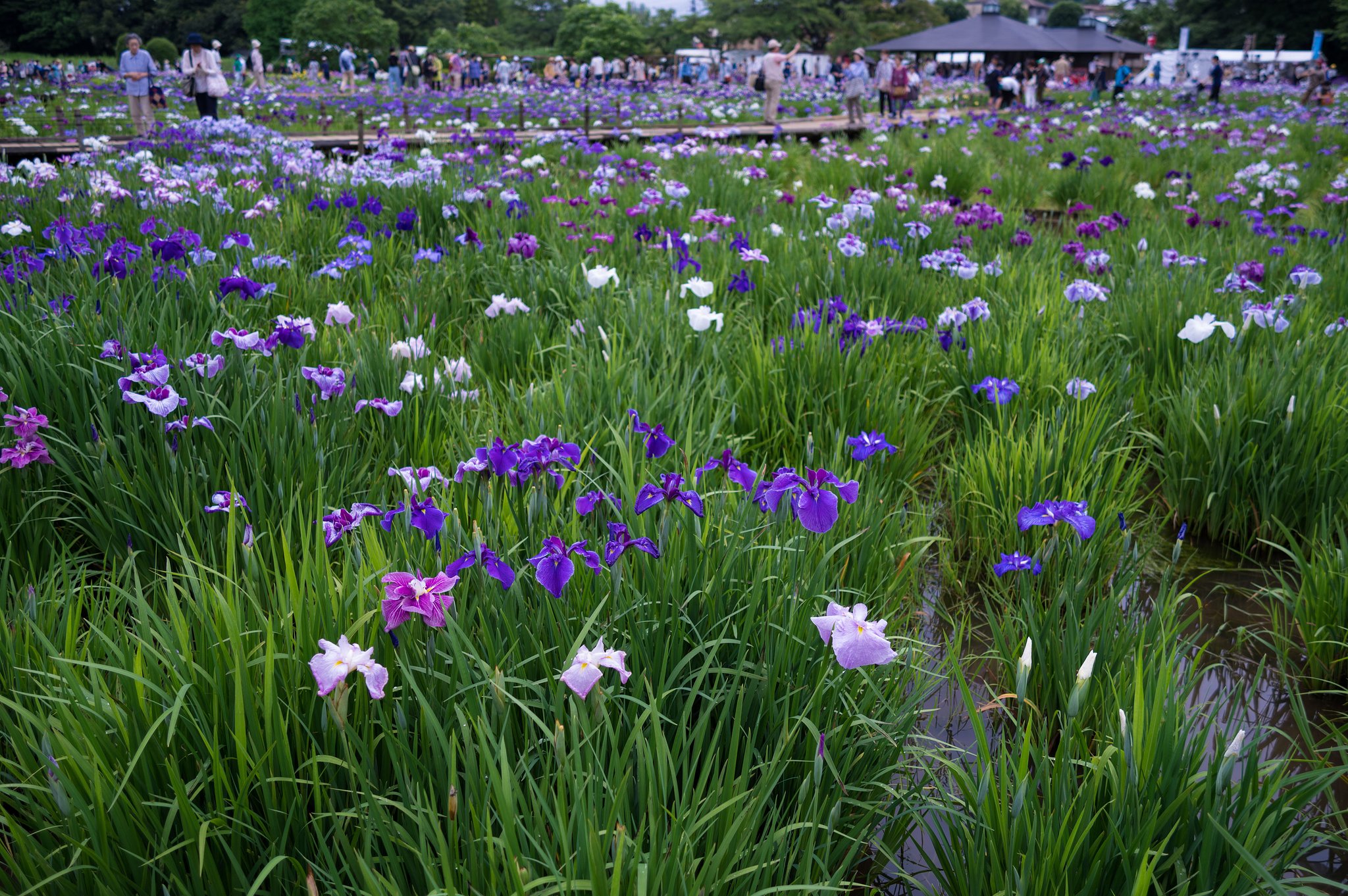 賑わう菖蒲園