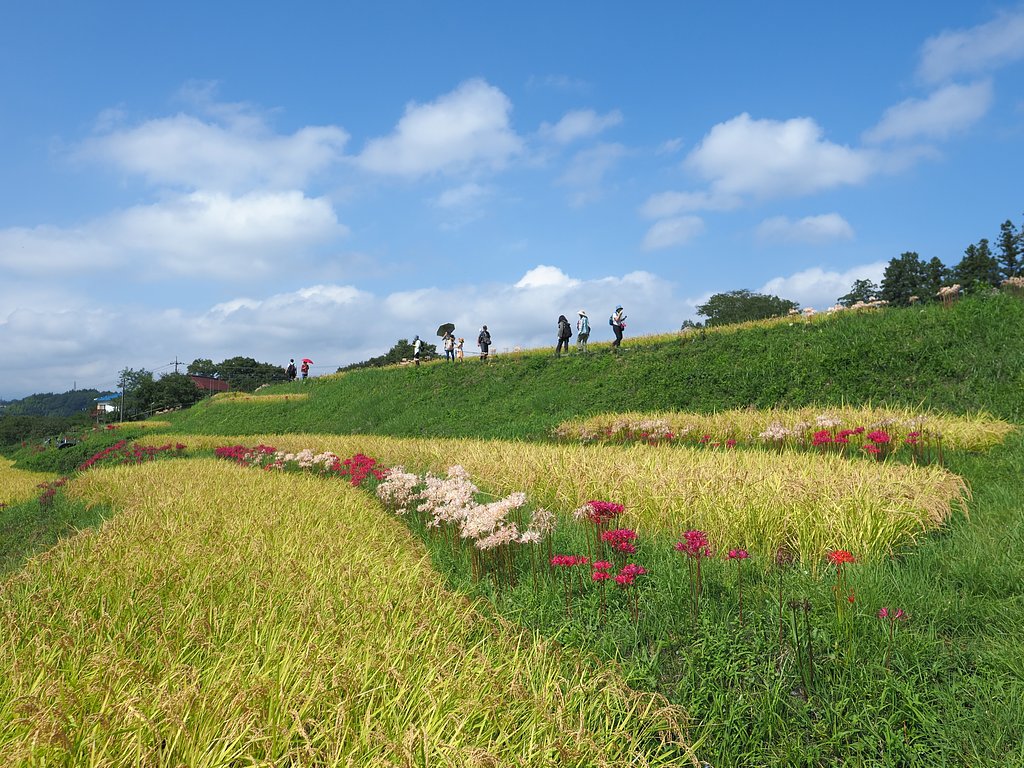 高坂棚田２