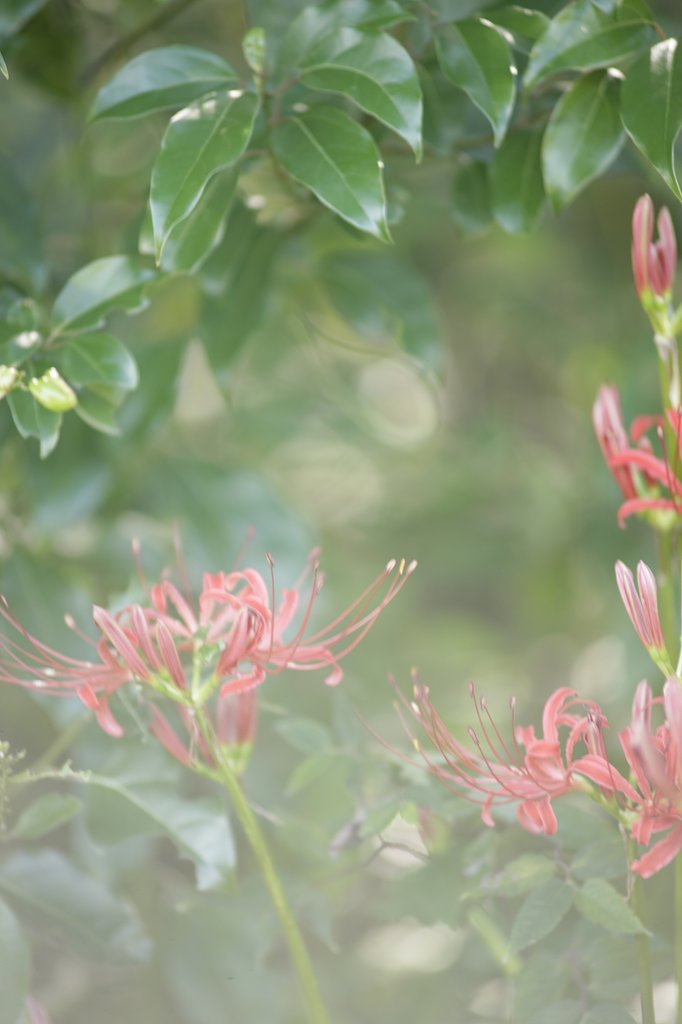 曼珠沙華