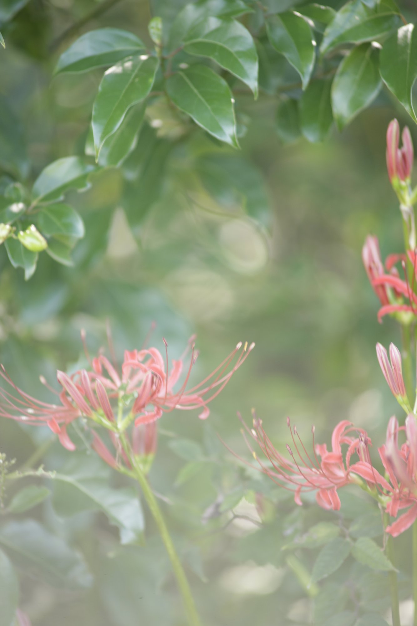 曼珠沙華