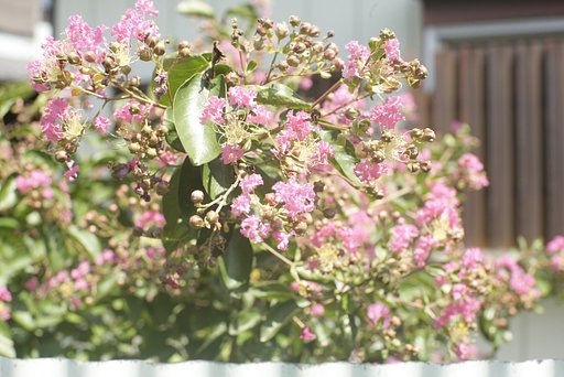 盛夏