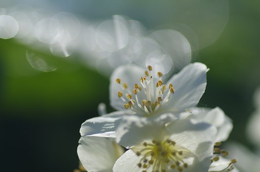 白花の連なり