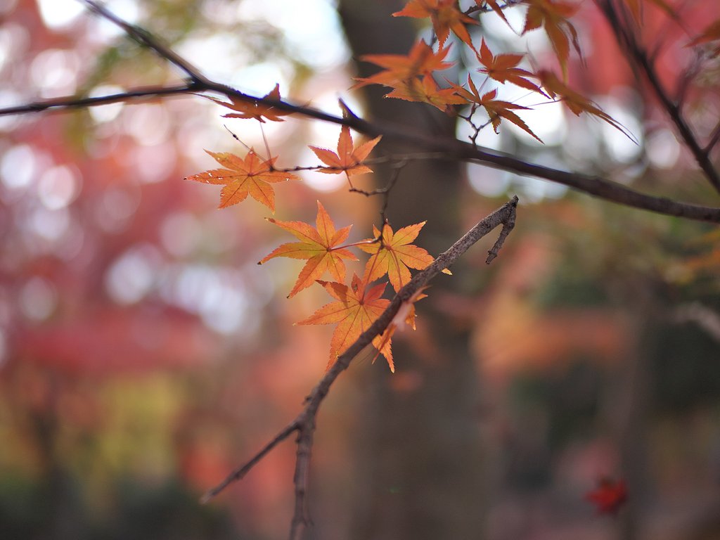 ED25mmF1.2