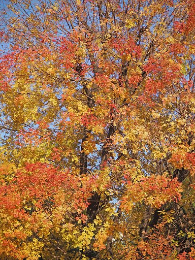 手編みの紅葉２