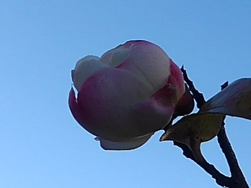 冬晴れと咲き始めのサザンカの花