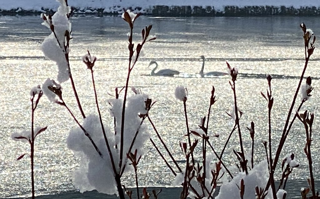 ハクチョウ浮かぶ高松の池