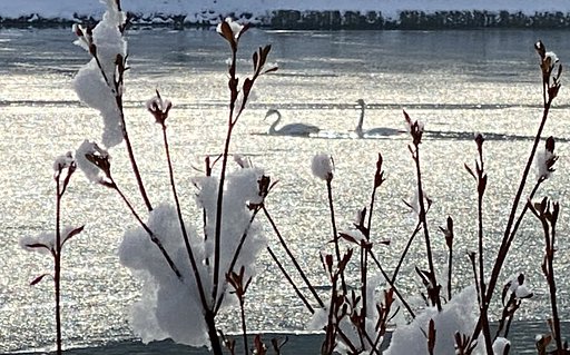 ハクチョウ浮かぶ高松の池