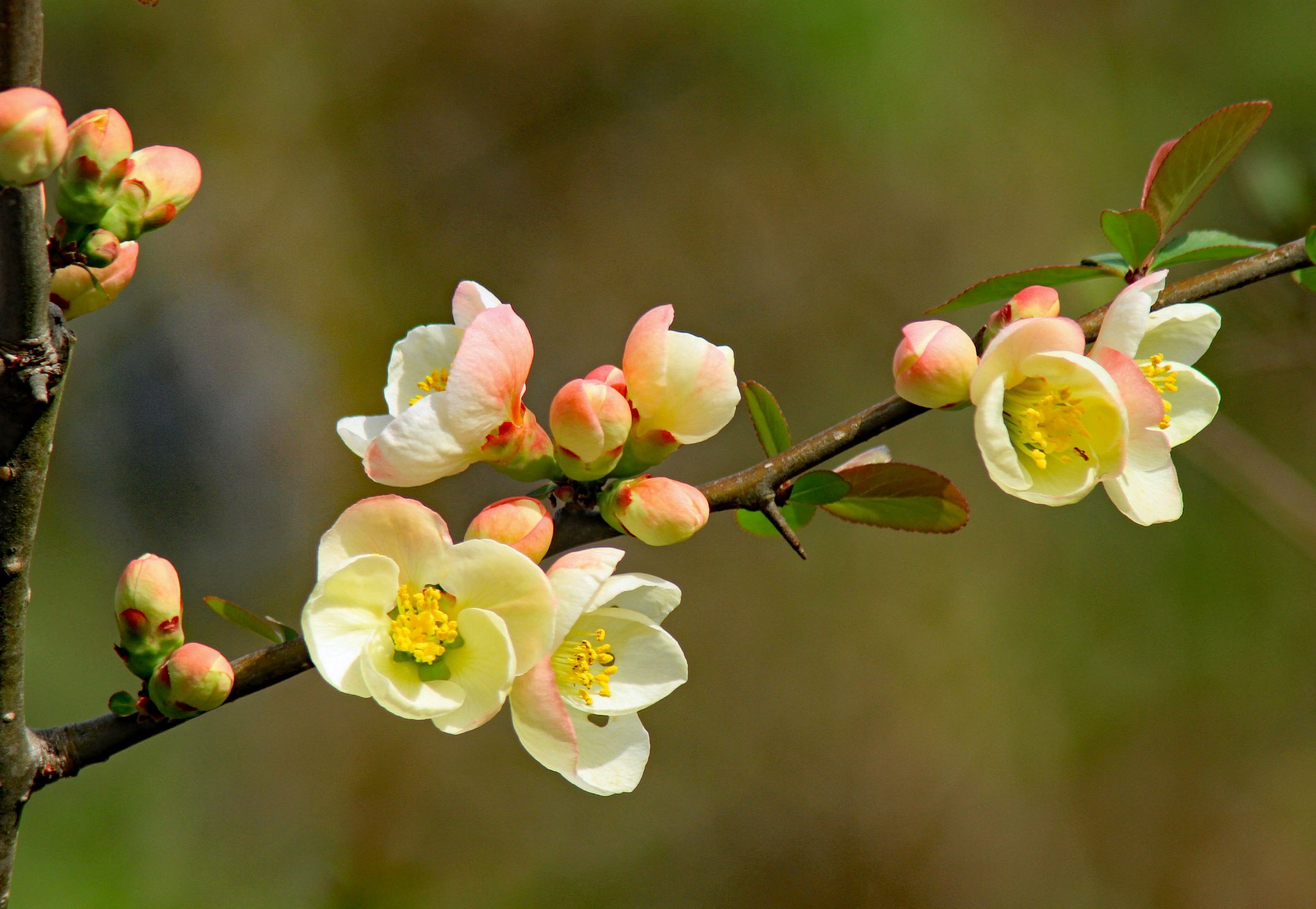 ボケ