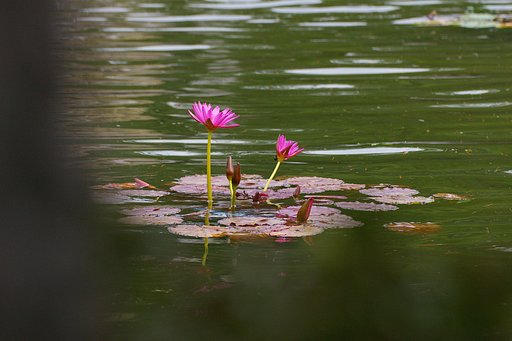 水面