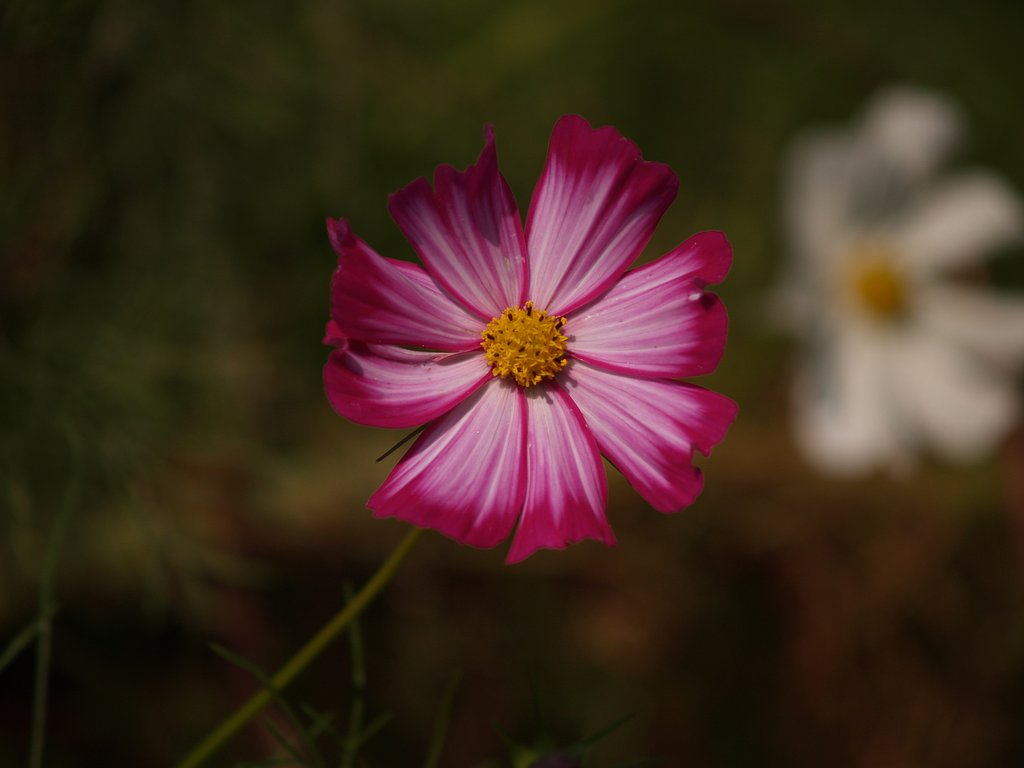 秋桜