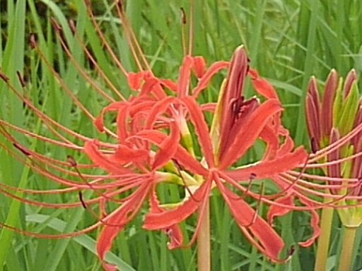 道沿いの草地のヒガンバナ