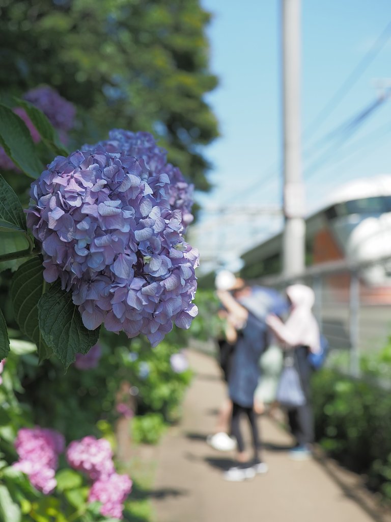 紫陽花の小路２