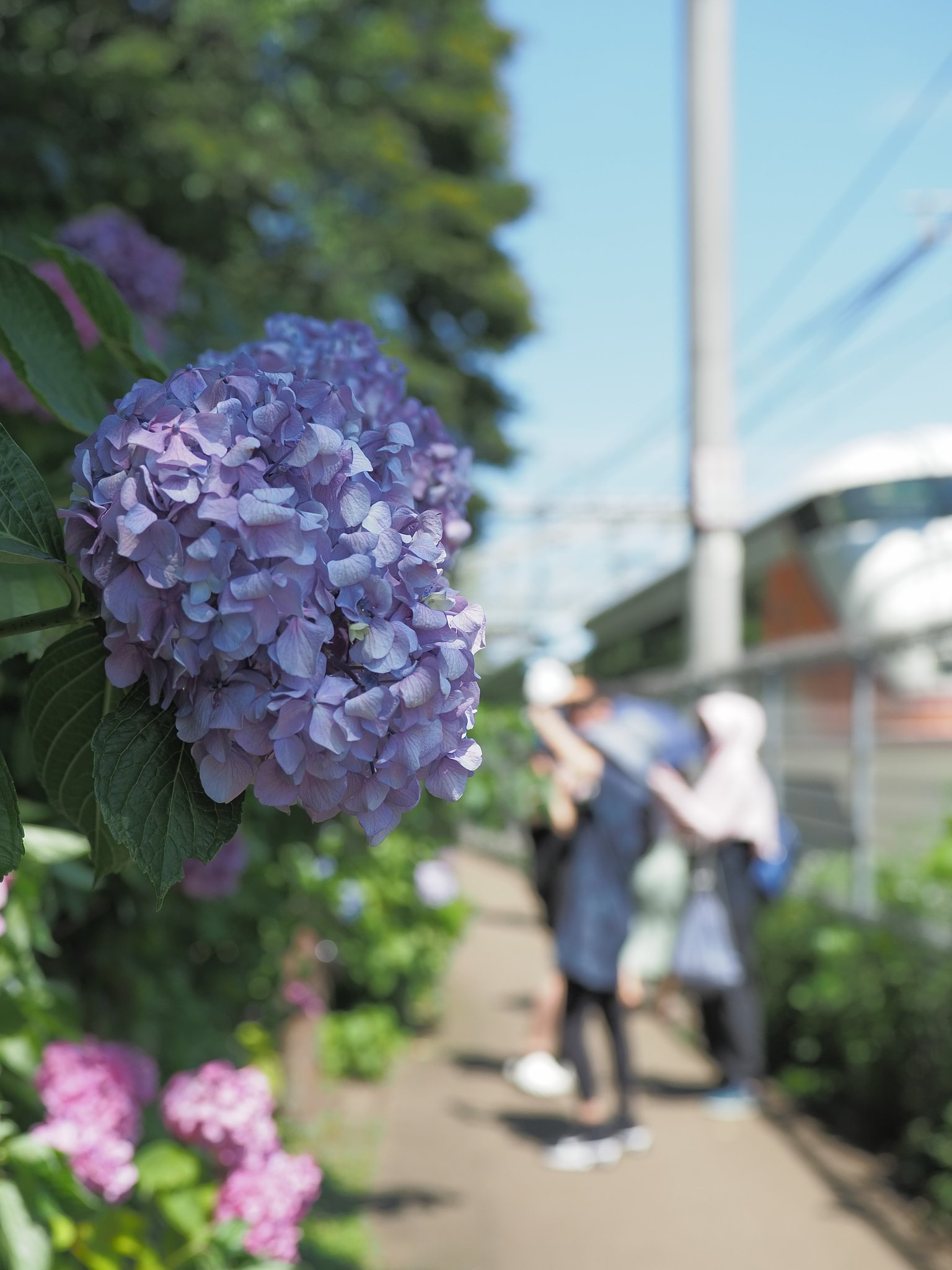 紫陽花の小路２