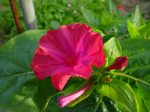散歩で見た花　２