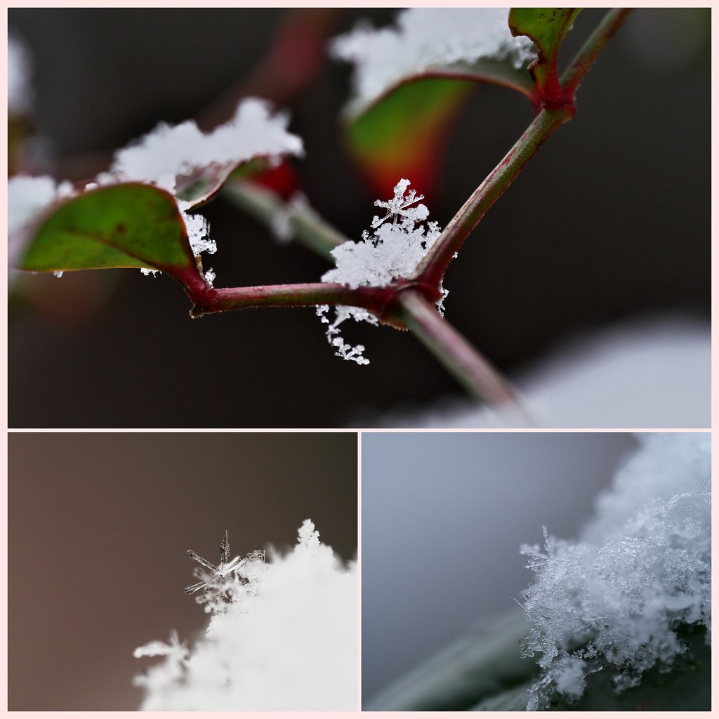 Crystal of Snow
