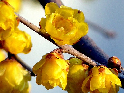 蝋梅の花UP１
