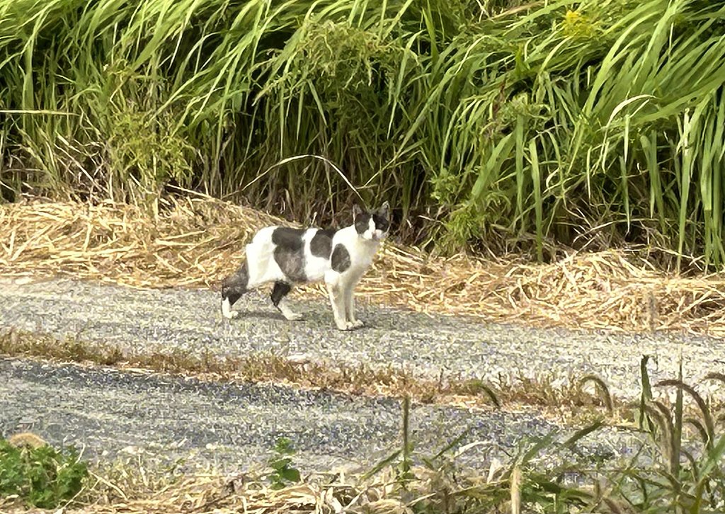野良猫ー2