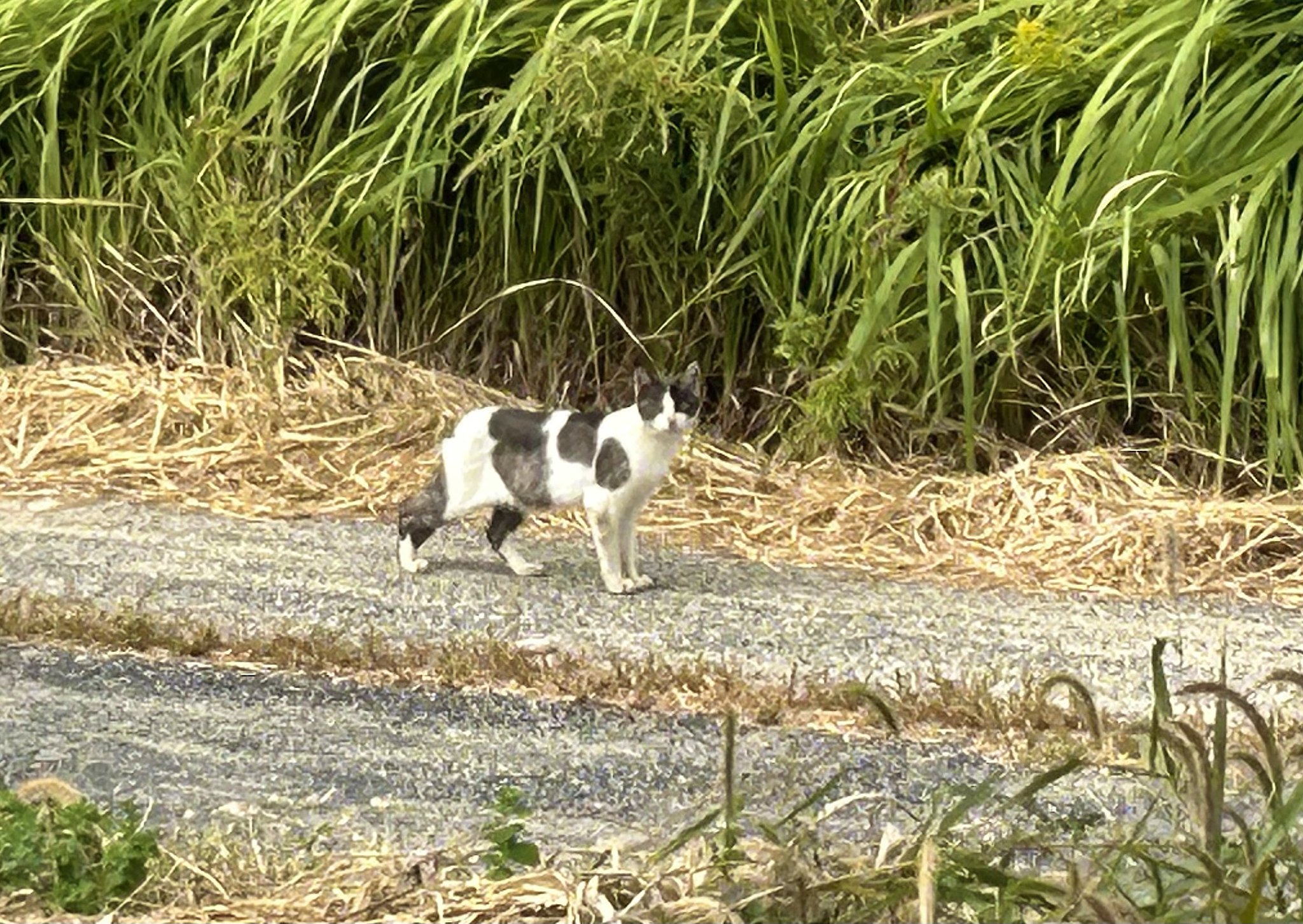 野良猫ー2