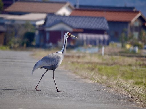 マナヅル