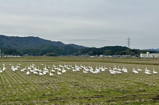 コハクチョウ