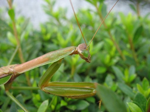 カマキリ!(^^)!
